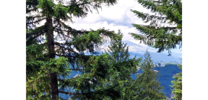 06144  Beautiful View Of Mt St. Helens