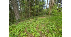 21048  LMCH Owned Woodsy Bare Site